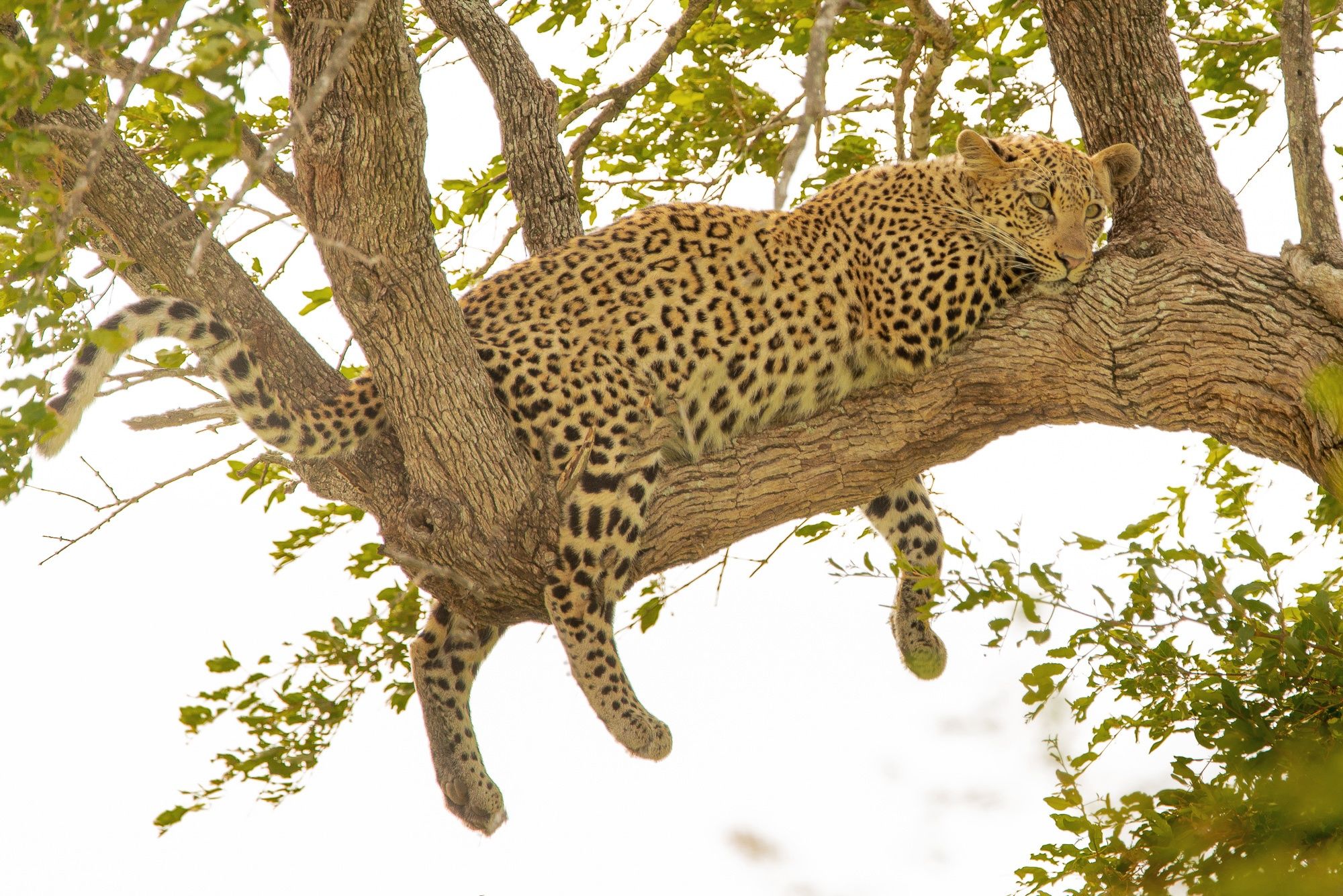 3 Tips to Prepare for Your First African Photo Safari: Part 1 | Photzy