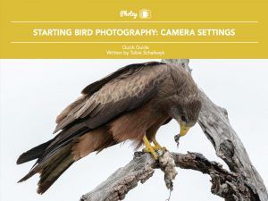 Starting Bird Photography: Camera Settings
