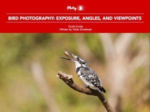 Bird Photography: Exposure, Angles, and Viewpoints