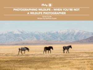 Photographing Wildlife - When You're Not a Wildlife Photographer - Free Quick Guide