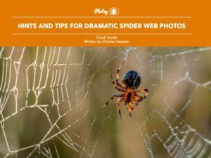 Hints and Tips for Dramatic Spider Web Photos - Free Quick Guide