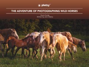 The Adventure of Photographing Wild Horses - Free Quick Guide