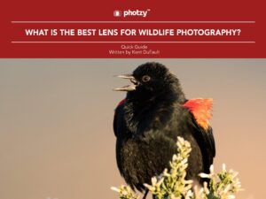 What Is the Best Lens for Wildlife Photography? - Free Quick Guide