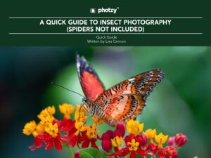 A Quick Guide to Insect Photography (Spiders Not Included) - Free Quick Guide