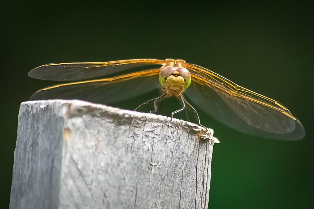 A Bug s Eye View A Beginner s Guide To Insect Macro Photography Photzy