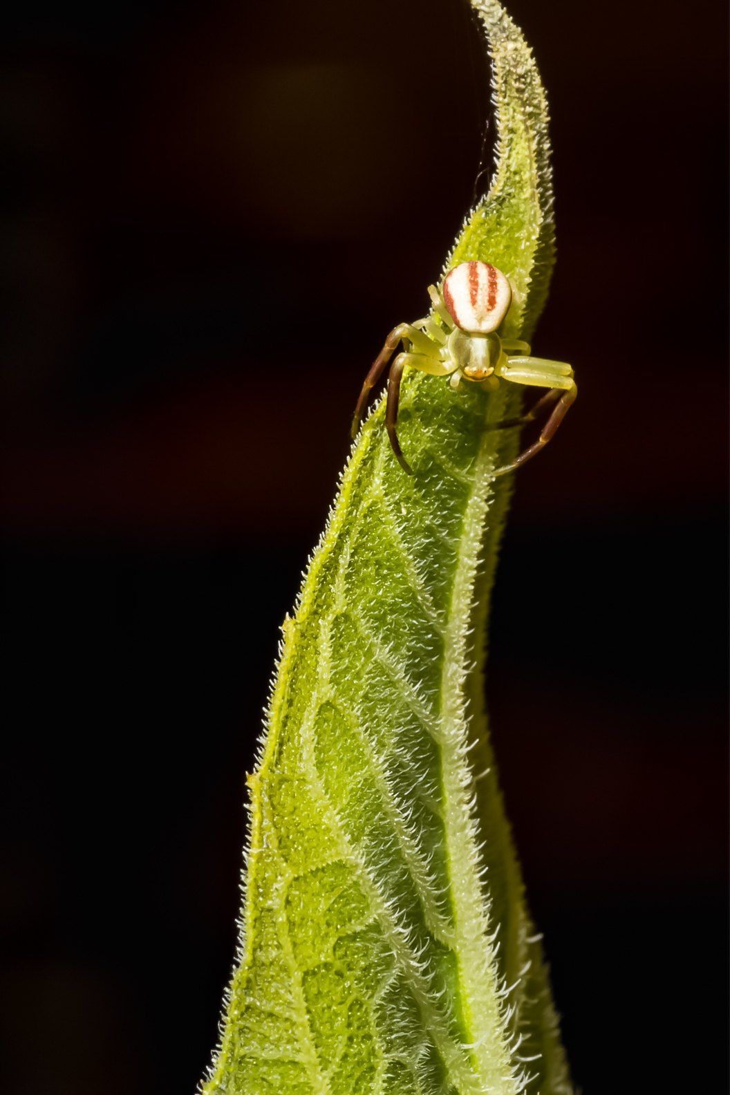 A Bug’s Eye View: A Beginner’s Guide to Insect Macro Photography | Photzy