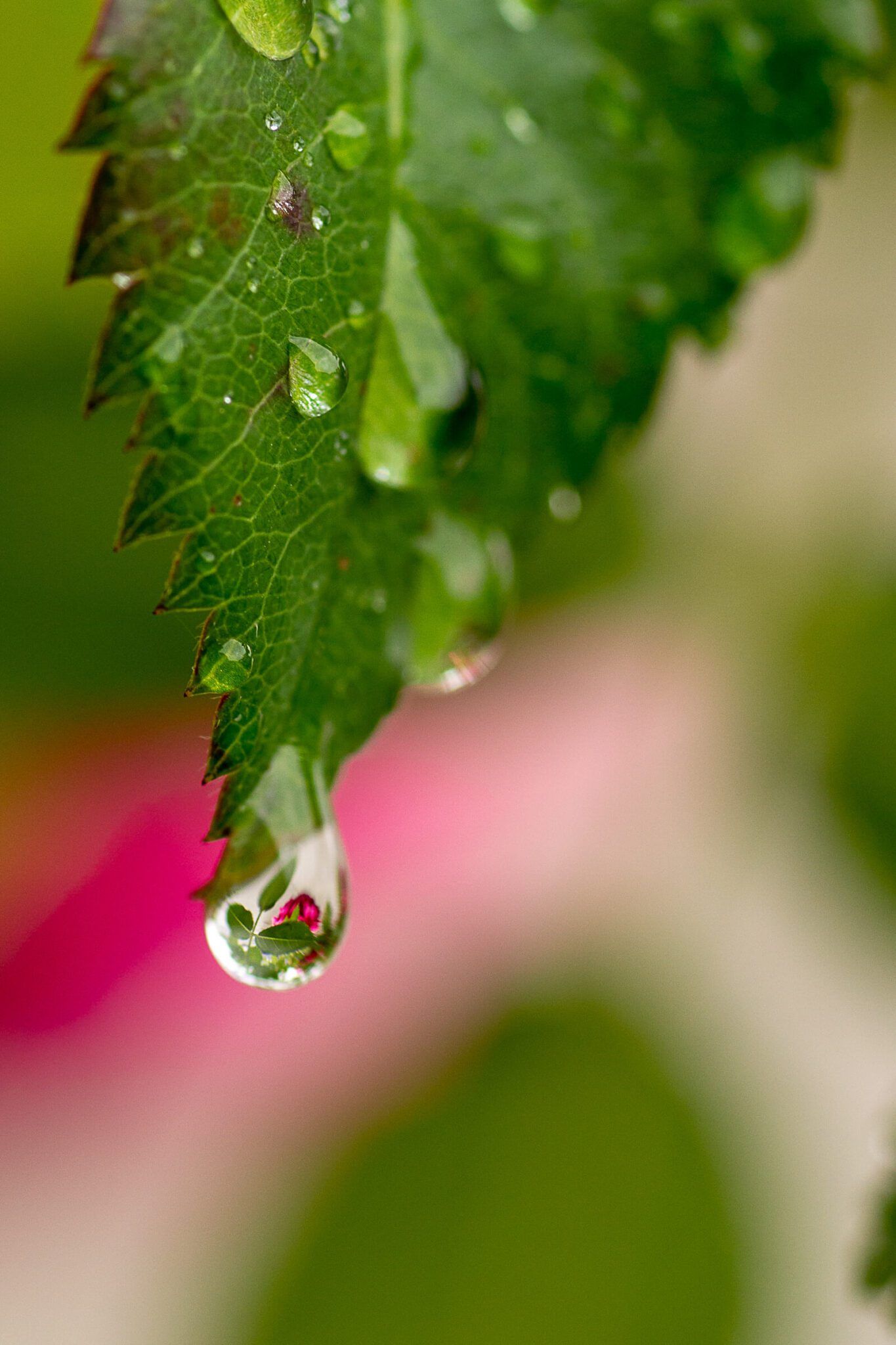 19 Magical Macro Photographs That Will Mesmerize You Photzy