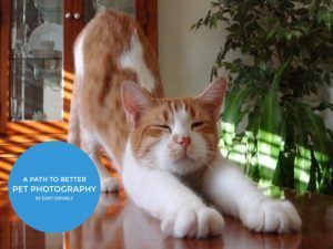 Free Pet Photography Short Guide