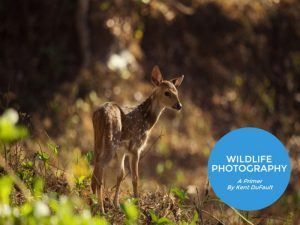 FREE Quick Guide to Wildlife Photography